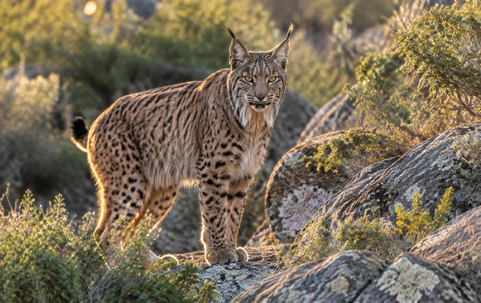 Lince ibérico de pie sobre rocas de granito entre matorral mediterráneo